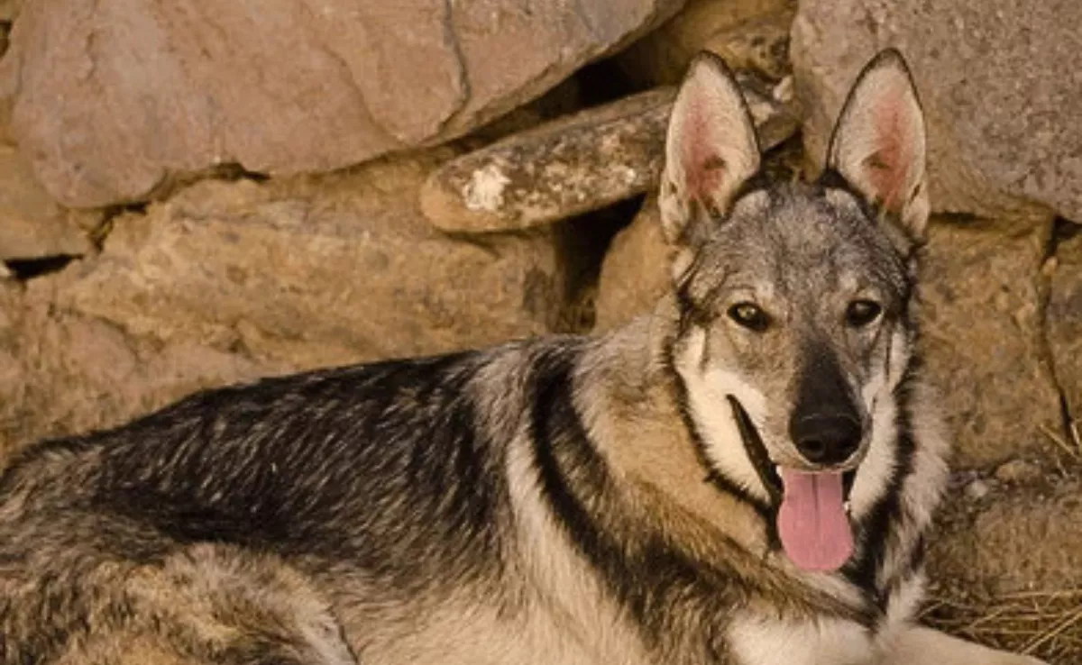 Lobito herreño / AH