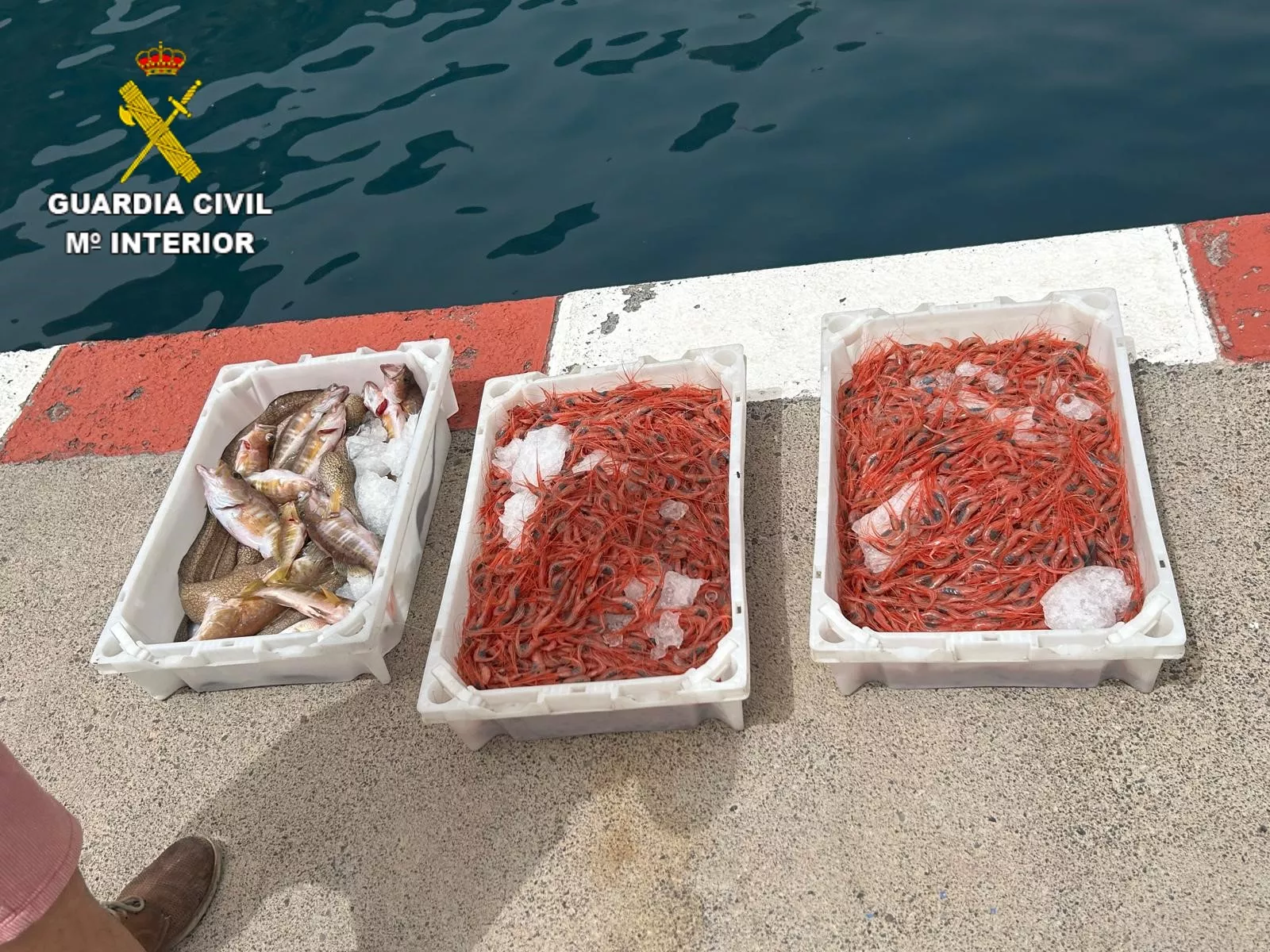 Pescado y marisco transportados ilegalmente en La Gomera. / GUARDIA CIVIL
