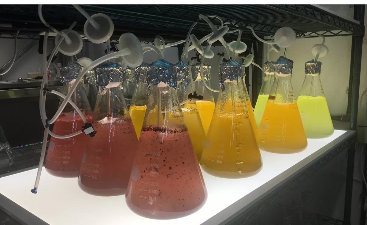 Proyecto de la patente para producir biomasa de microalgas / ULPGC
