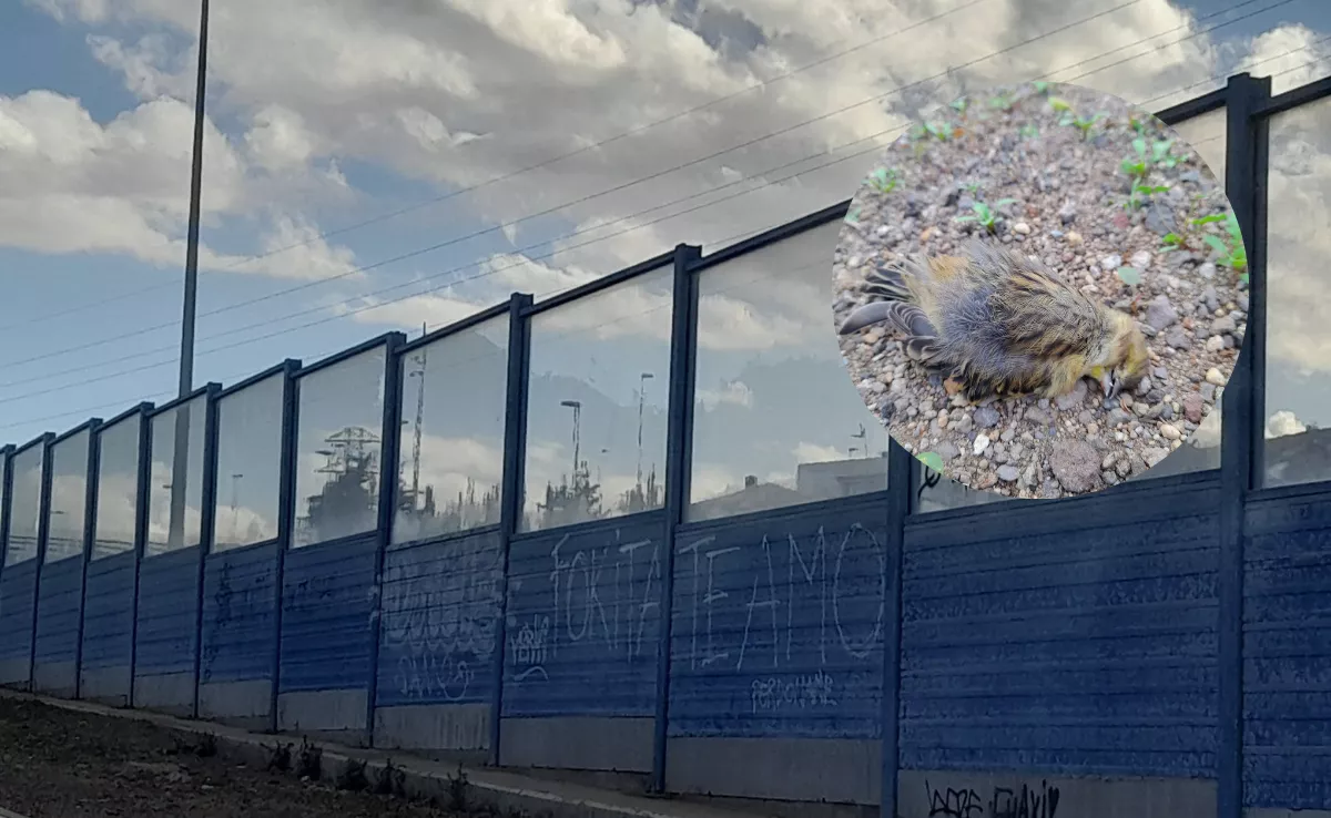 Canaries, Blackbirds and Doves: Warning of Bird Deaths on Tenerife Motorways