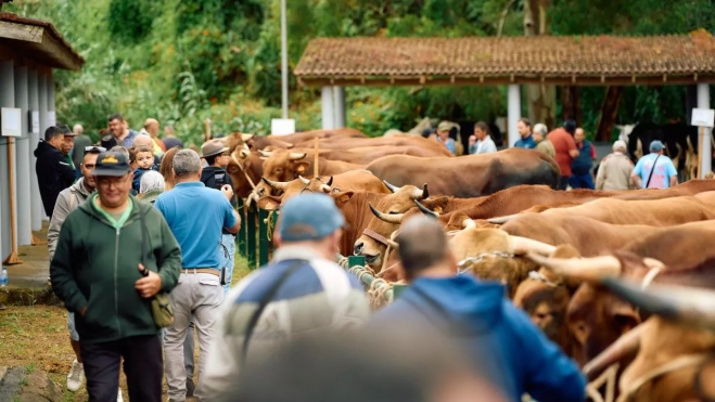 Feria de Ganado en Moya / AYUNTAMIENTO DE MOYA Feria de Ganado en Moya / AYUNTAMIENTO DE MOYA