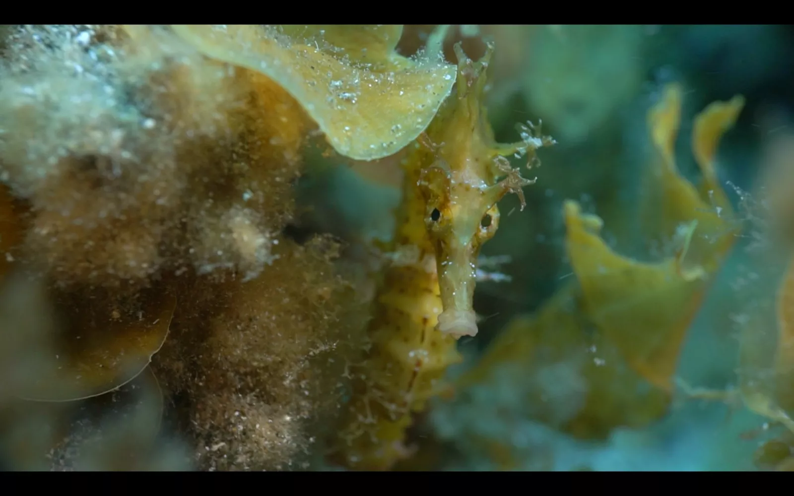 Caballito de mar común (Hippocampus hippocampus). LORO PARQUE FUNDACION