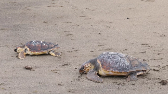 Imagen de las dos tortugas liberadas en Lanzarote / CABILDO DE LANZAROTE