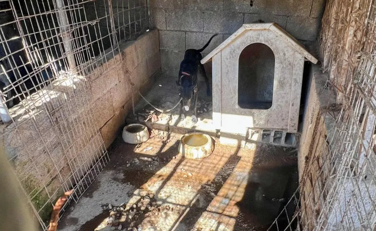 Detienen a un hombre por tener a 16 perros en condiciones insalubres|RTVC