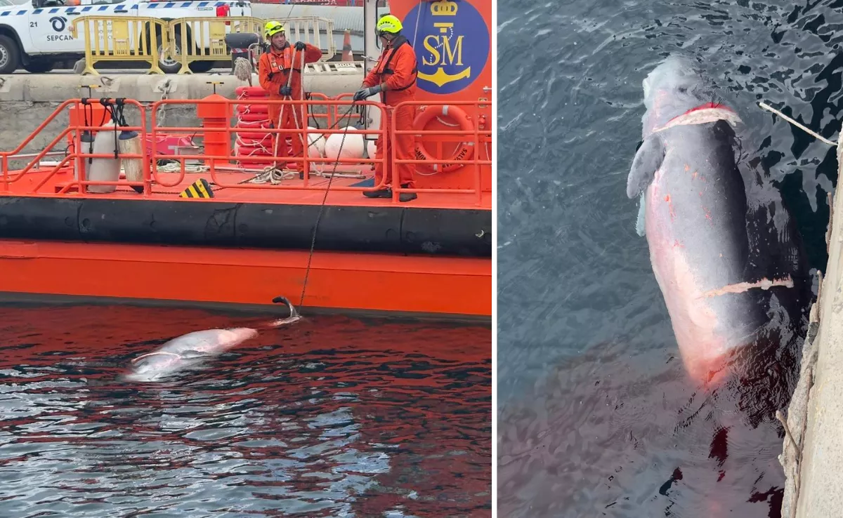 La Salvamar 'Nunki' y el cachalote pigmeo, en el Puerto de Las Palmas. / AH