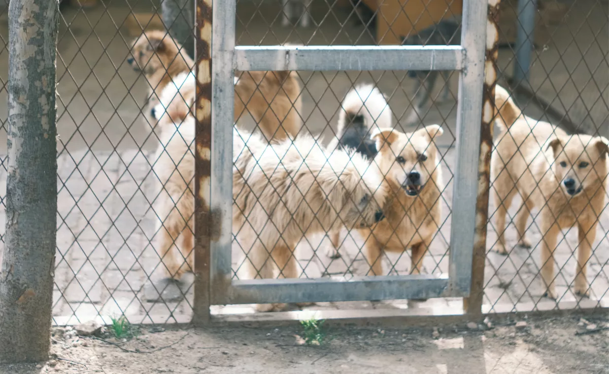 Imagen de una protectora de animales. / CANVA