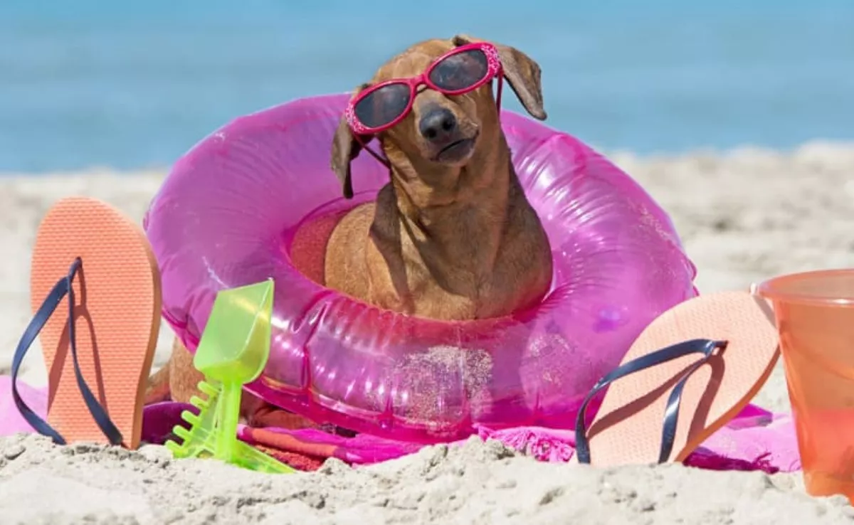 Imagen de un perro rodeado de accesorios de baño en la playa |TIENDAANIMAL