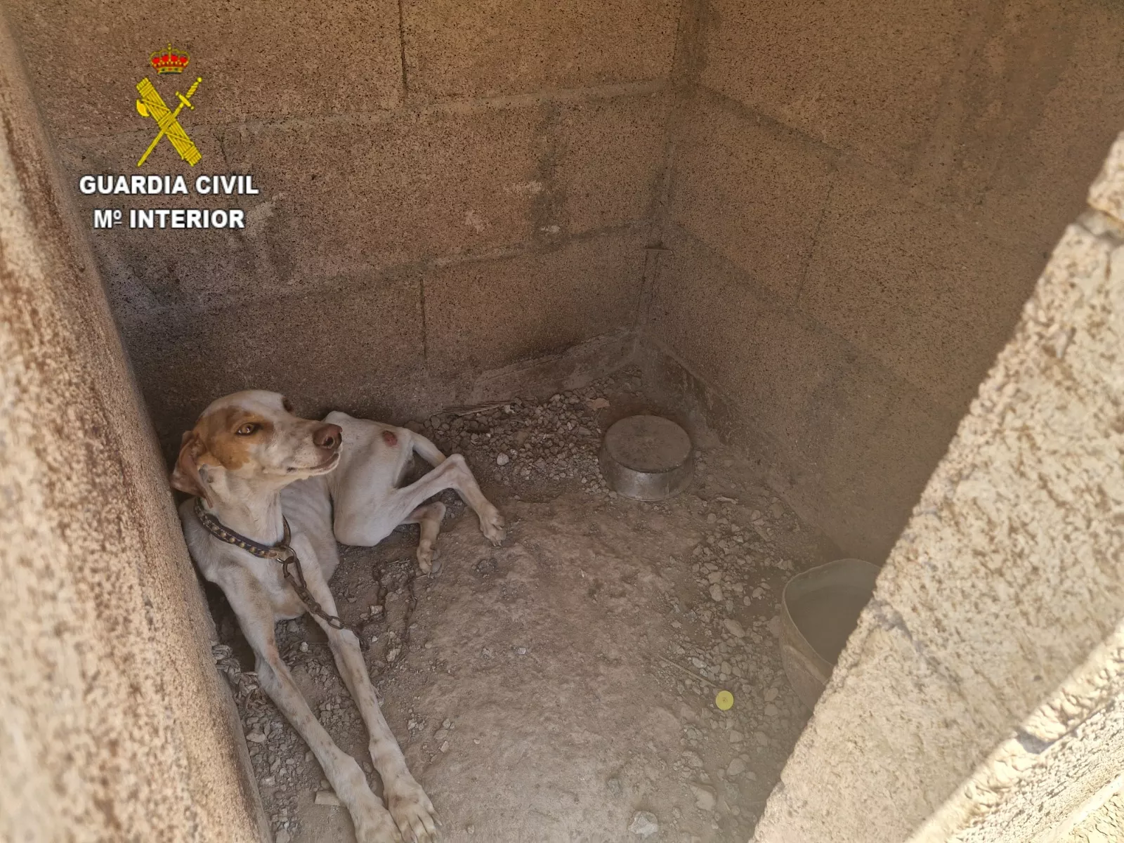 Imagen de un perro en condiciones de abandono en Granadilla de Abona. / GUARDIA CIVIL 