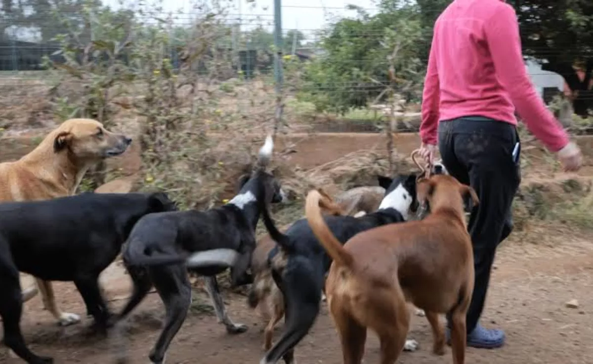 Imagen de unos perros bajo cuidado de Adepac / ADEPAC