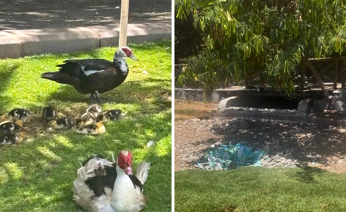 Los patos llevan sin agua en el estanque desde hace dos semanas / MONTAJE AH