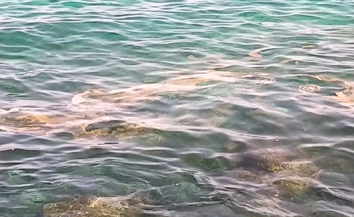 Un mancha marrón presente en la costa de Candelaria durante este fin de semana. / ATLÁNTICO HOY