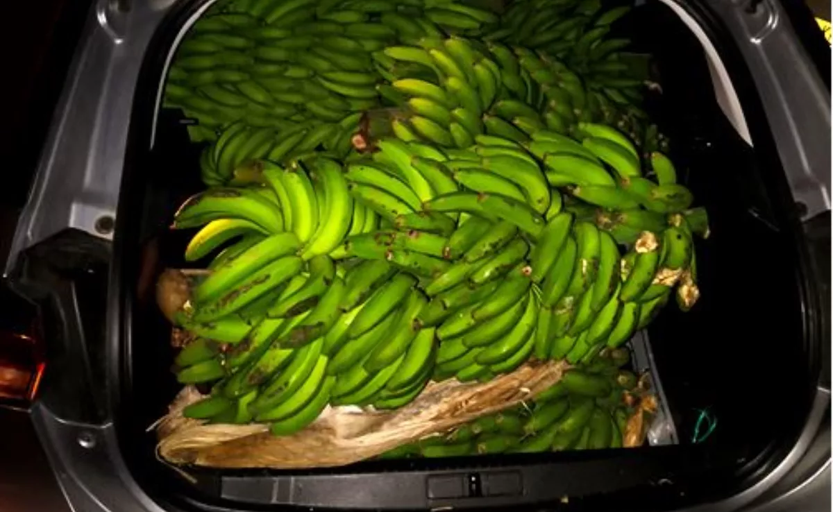 Plátanos robados en Tenerife./ CEDIDA