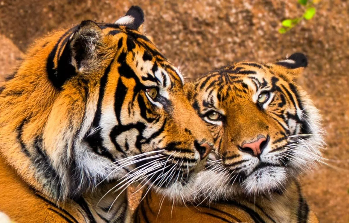 Loro Parque asume el rescate del tigre de Sumatra: la última subespecie del planeta lucha contra su extinción en Tenerife. AH