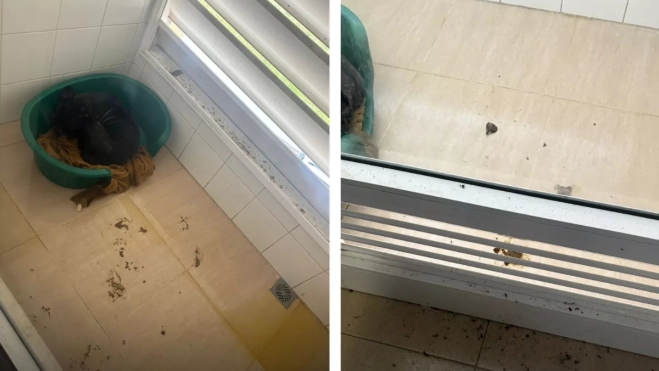 Así se encontraba el perro de la casa donde vivía Christian M. / AH
