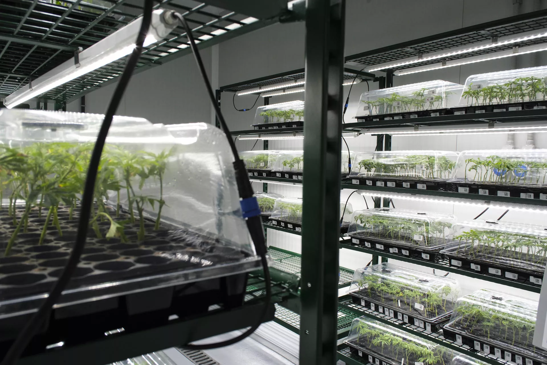 En la imagen, un grupo de plantas de cannabis medicinal en las instalaciones de la empresa Nivaria Tech. EFE Alberto Valdés