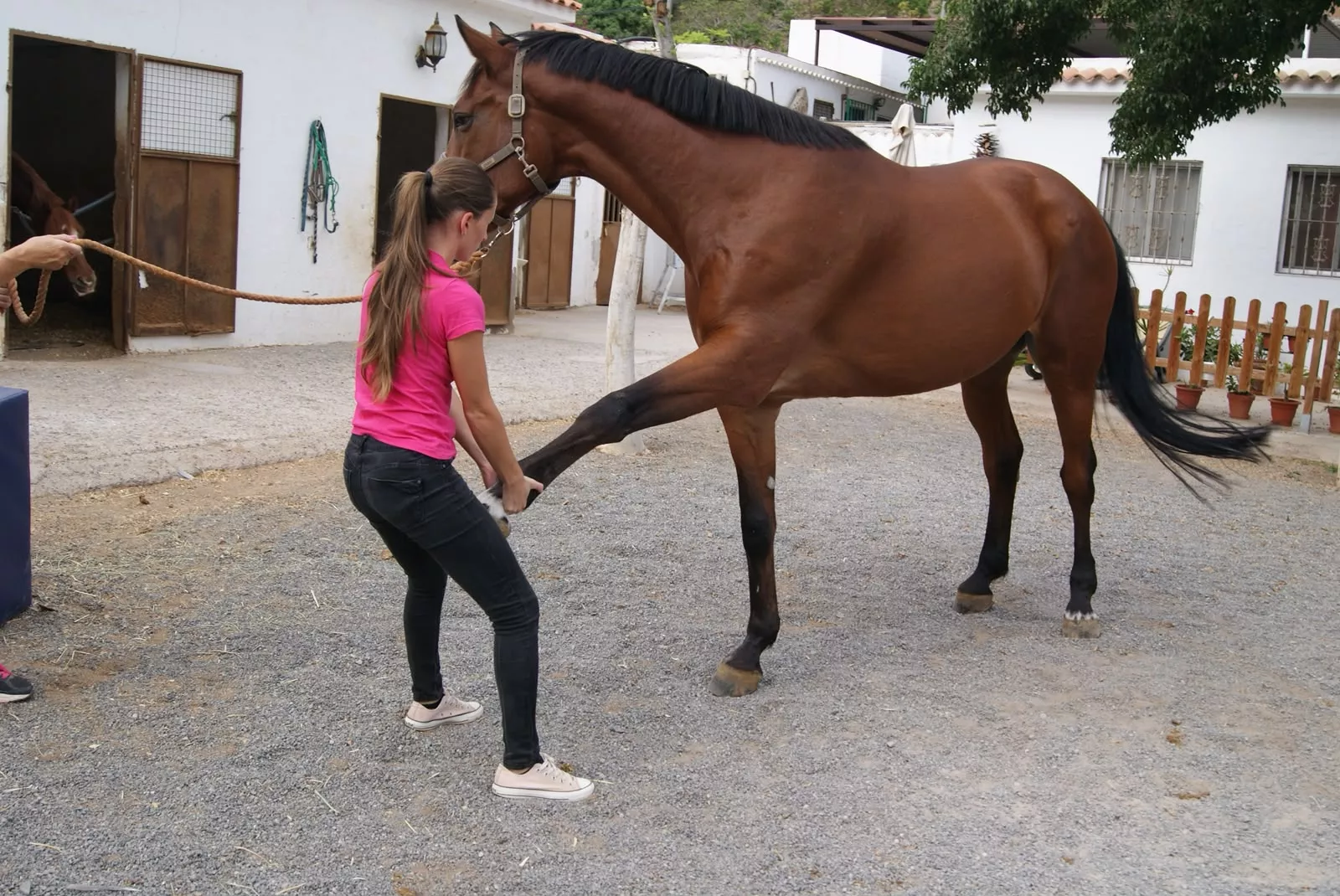 Lisa González, veterinaria experta en fisioterapia equina. AH
