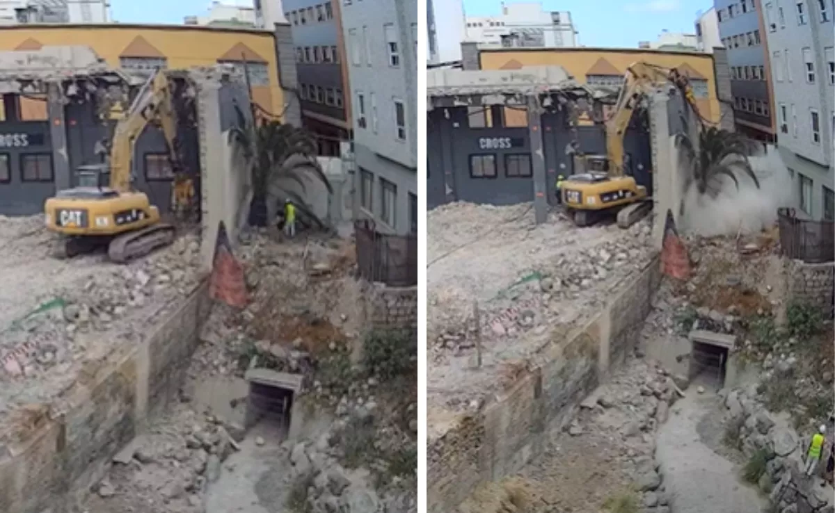 El momento en el que se puso en riesgo a la palmera / REDES
