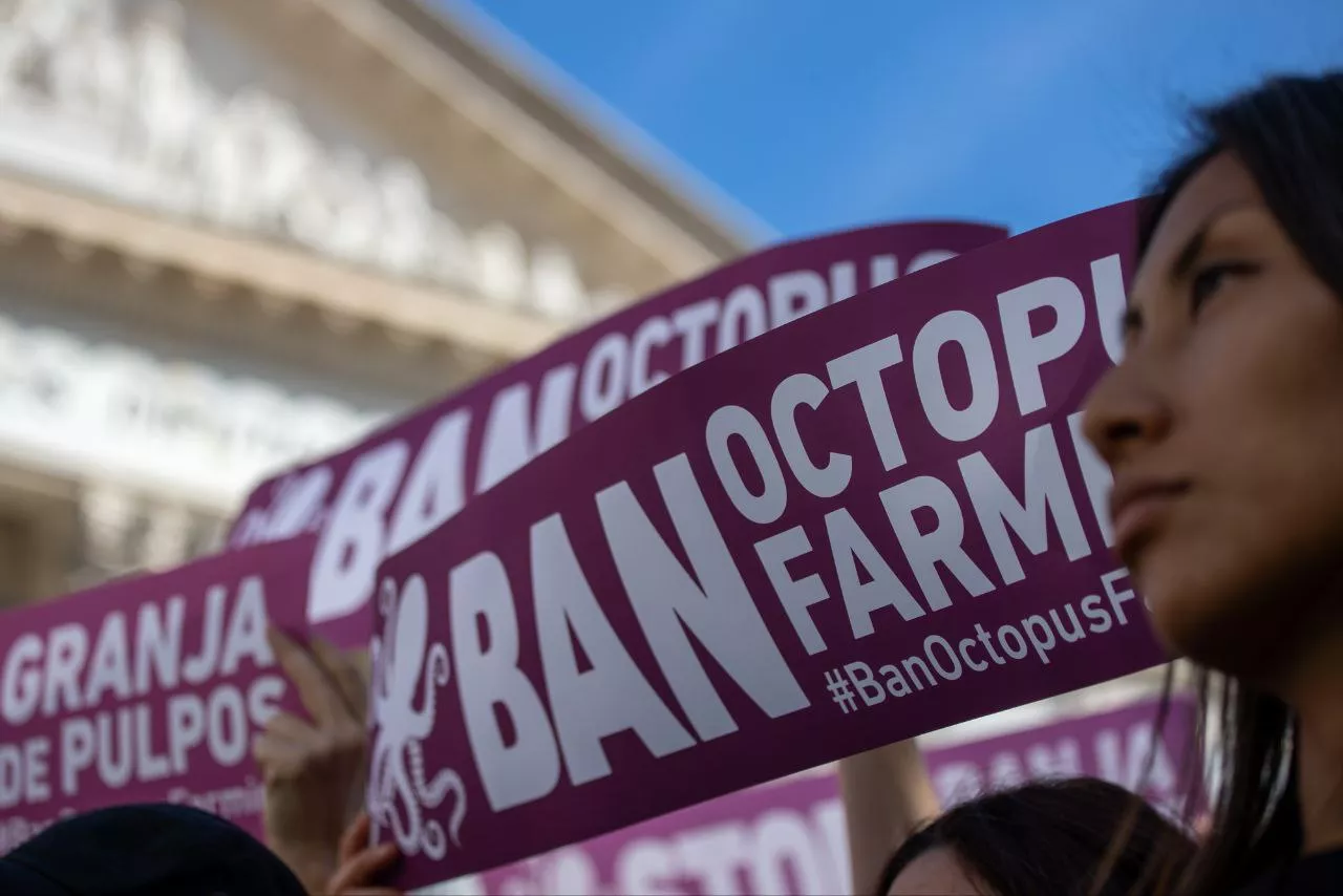 Cartel que pide la prohibición de granjas de pulpos. / ANIMANATURALIS