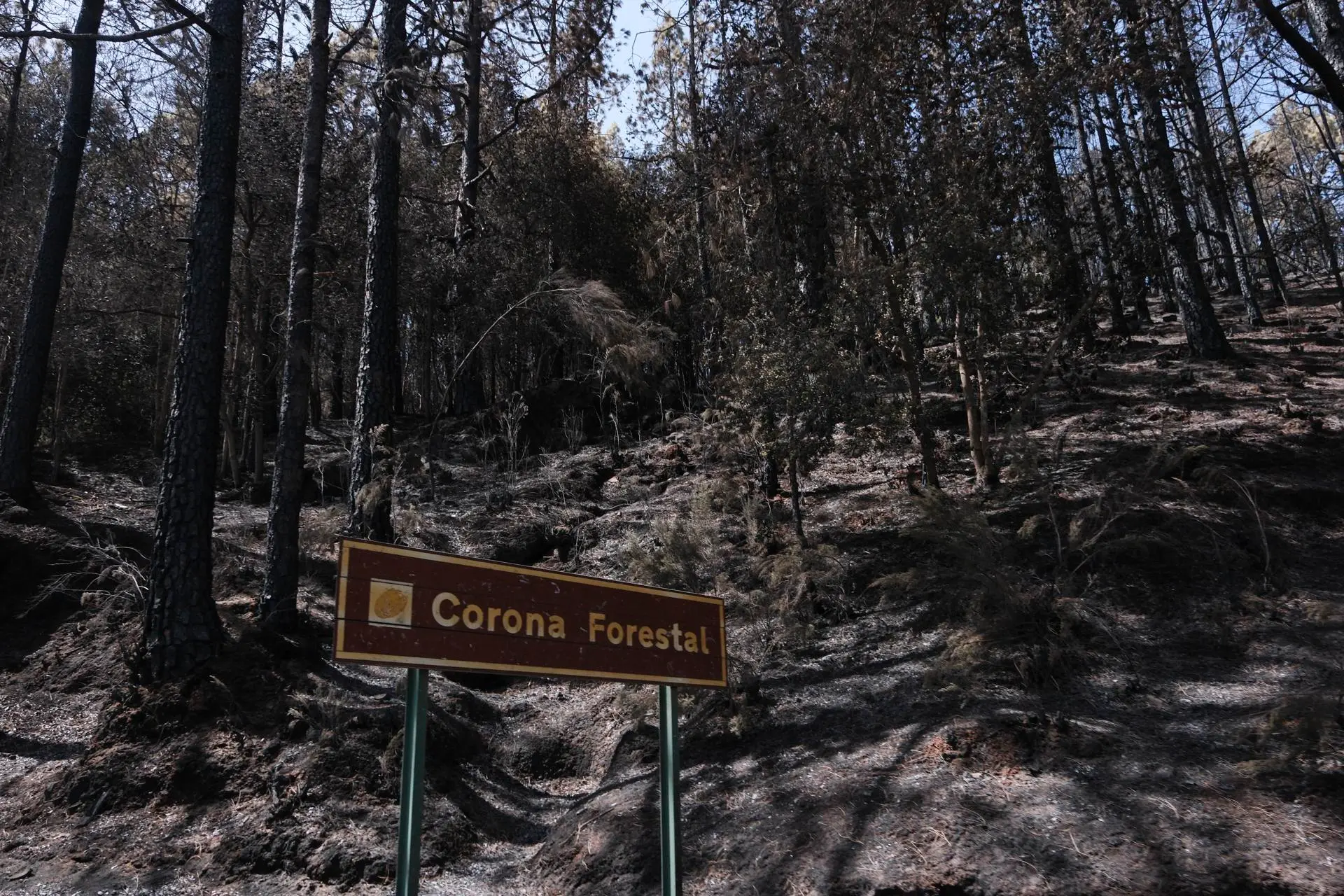 Corona Forestal de Tenerife. / EFE - ALBERTO VALDÉS