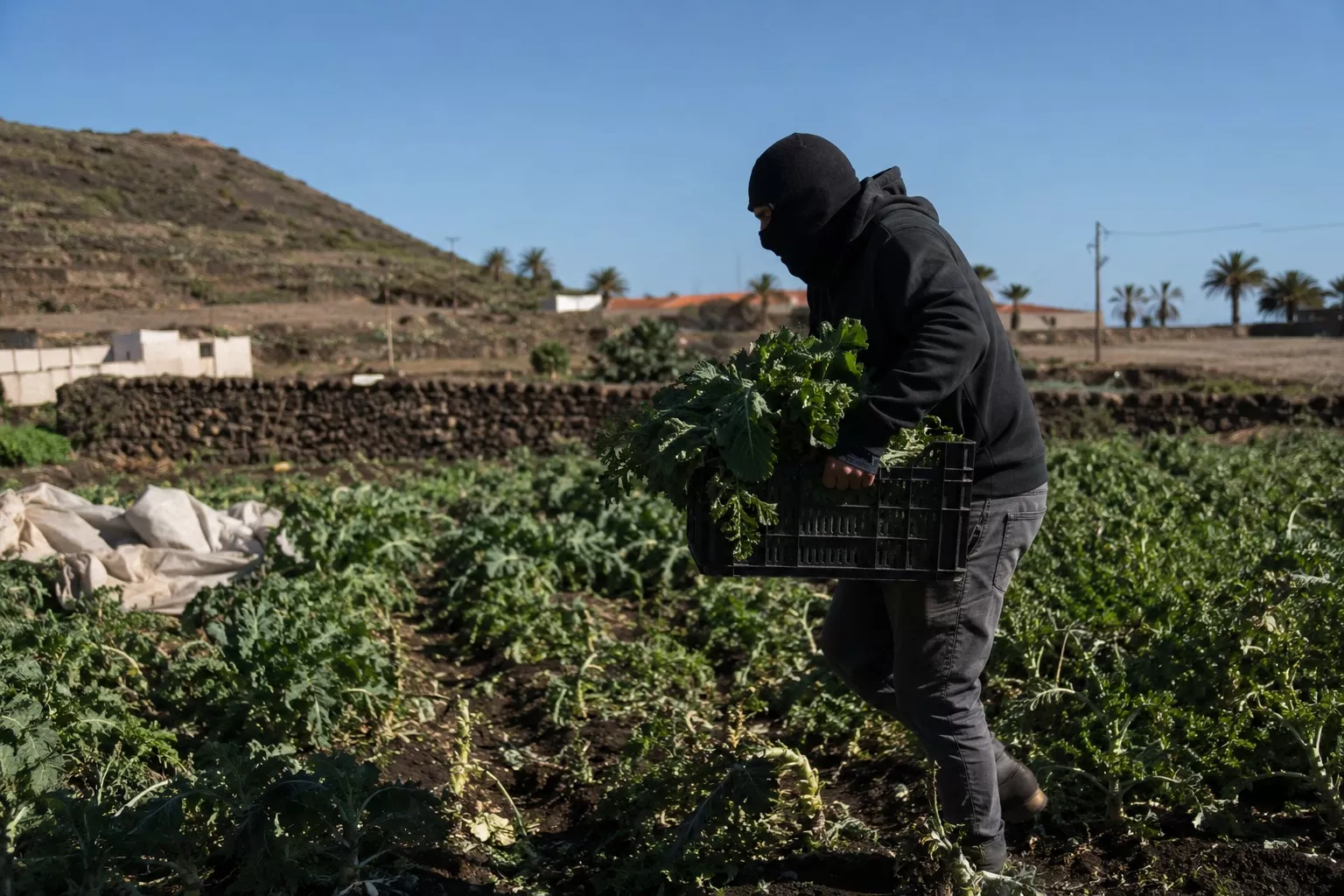 Imagen que simula un robo en el campo canario. / CEDIDA