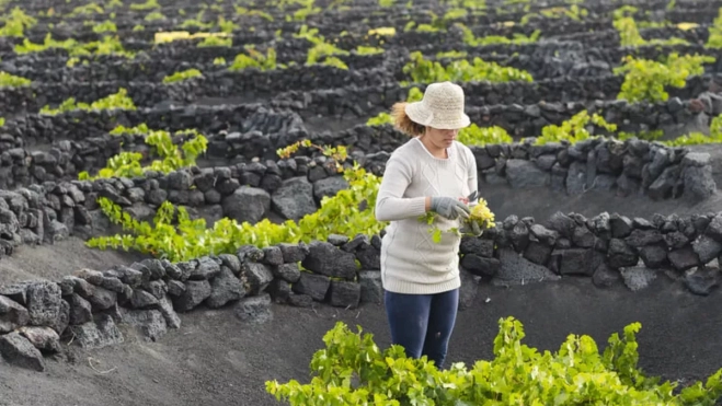 Imagen de una persona vendimiando en Lanzarote / MARCA CANARIAS Imagen de una persona vendimiando en Lanzarote / MARCA CANARIAS