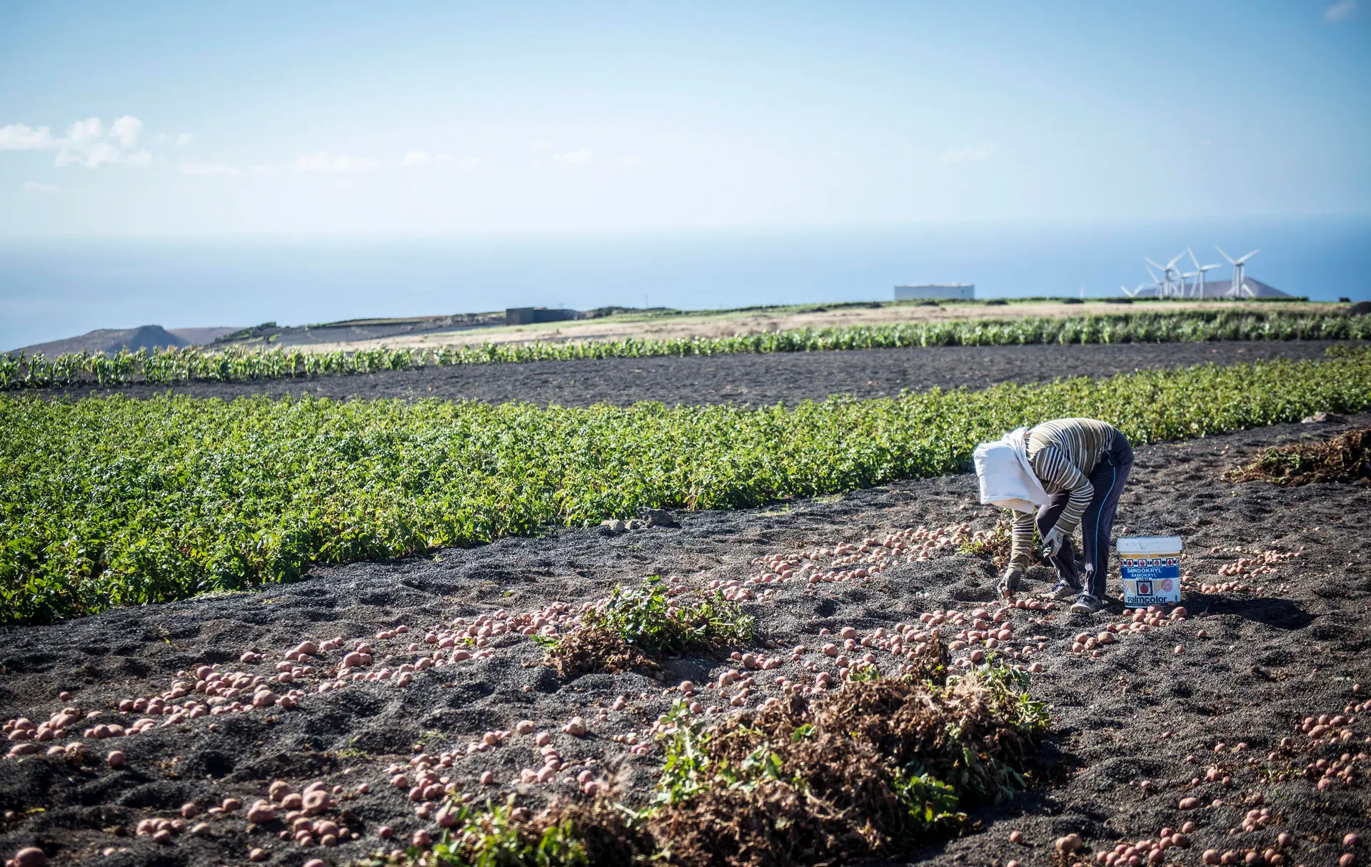 Foto de archivo de un cultivos de papas en enarenados de picón en Los Valles, Teguise (Lanzarote). / EFE - JAVIER FUENTES