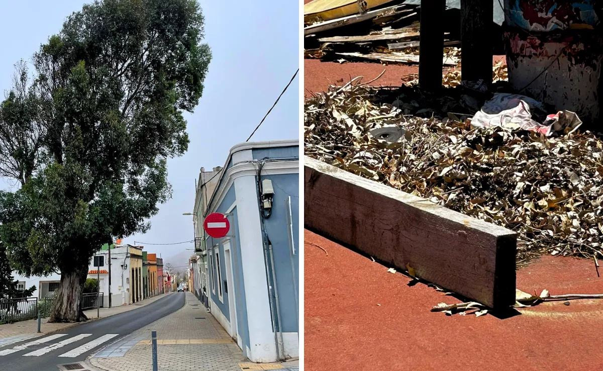 Una familia reclama el mantenimiento de un eucalipto que está afectando a su casa en Tafira Alta / ATLÁNTICO HOY