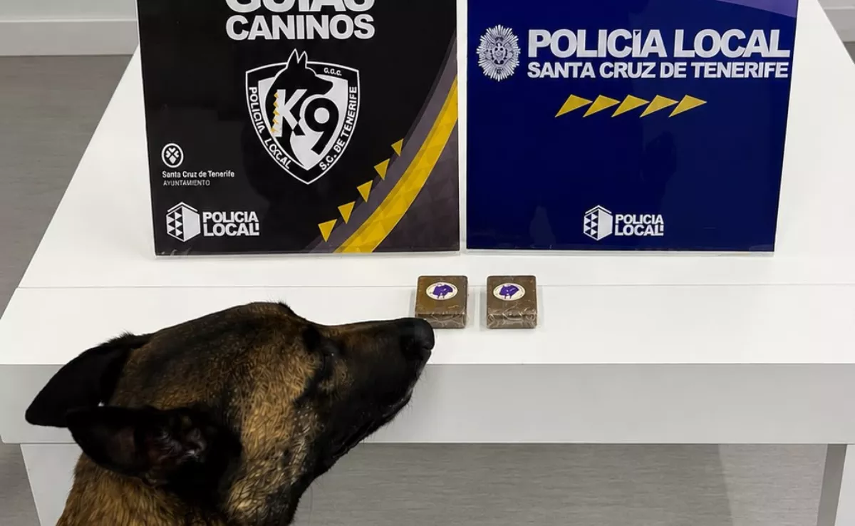 Droga incautada en Santa Cruz de Tenerife. / AYUNTAMIENTO DE SANTA CRUZ DE TENERIFE