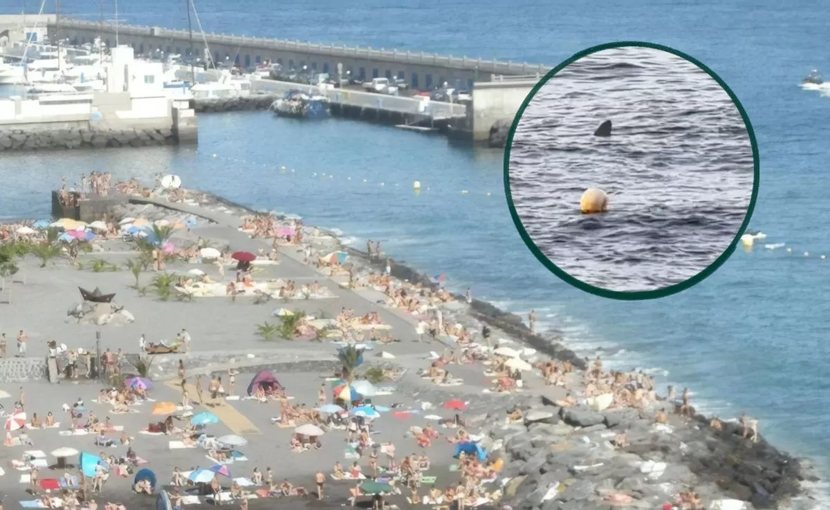 Avistan un tiburón en las costas de El Rosario, en la zona de Redazul |MONTAJEAH