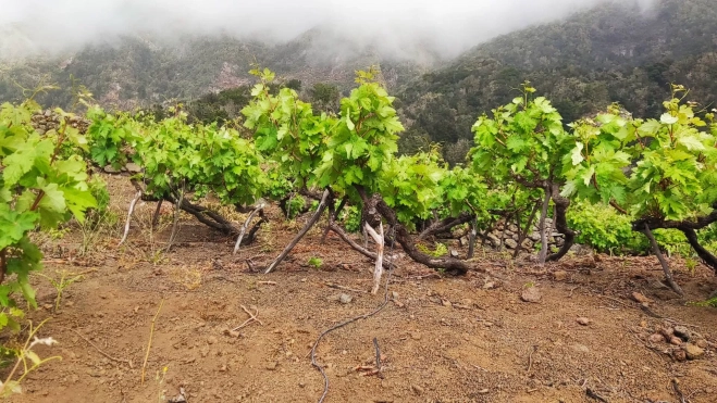 Imagen de viñedos en El Hierro./ Cabildo de El Hierro