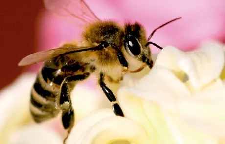 Abeja negra. / GOBIERNO DE CANARIAS