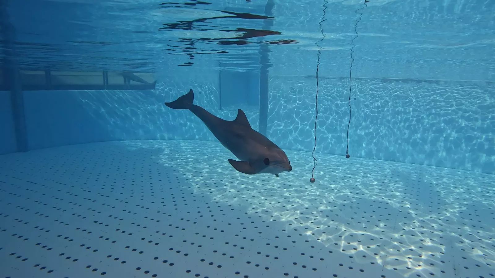 Un descubrimiento mundial en Loro Parque revela cómo los delfines interpretan su entorno mediante el sonido. AH