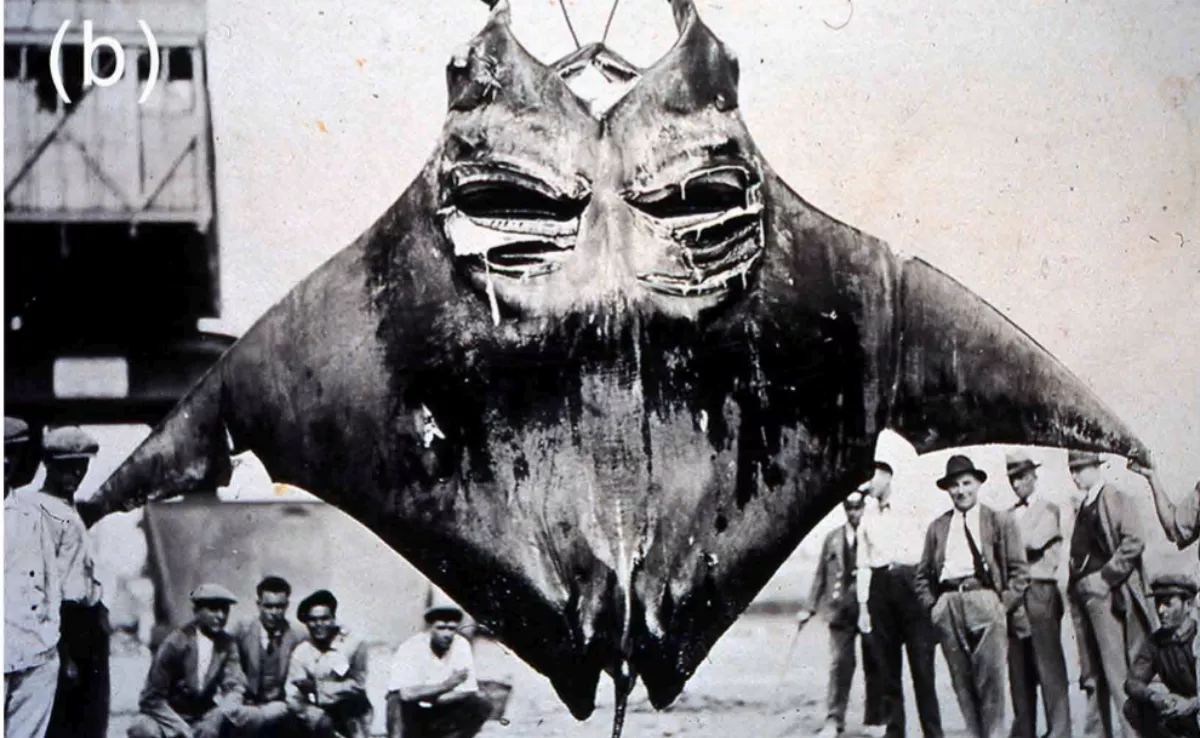 Una hembra de 'M. birostris' embarazada que fue capturada en Gran Canaria en 1931/ Bellon ´and Bardan,´ 1931