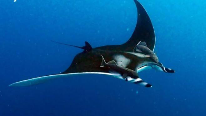 Ejemplar de Mobula thurstoni grabado durante la investigación / DAMIÁN RAMOS Ejemplar de Mobula thurstoni grabado durante la investigación / DAMIÁN RAMOS