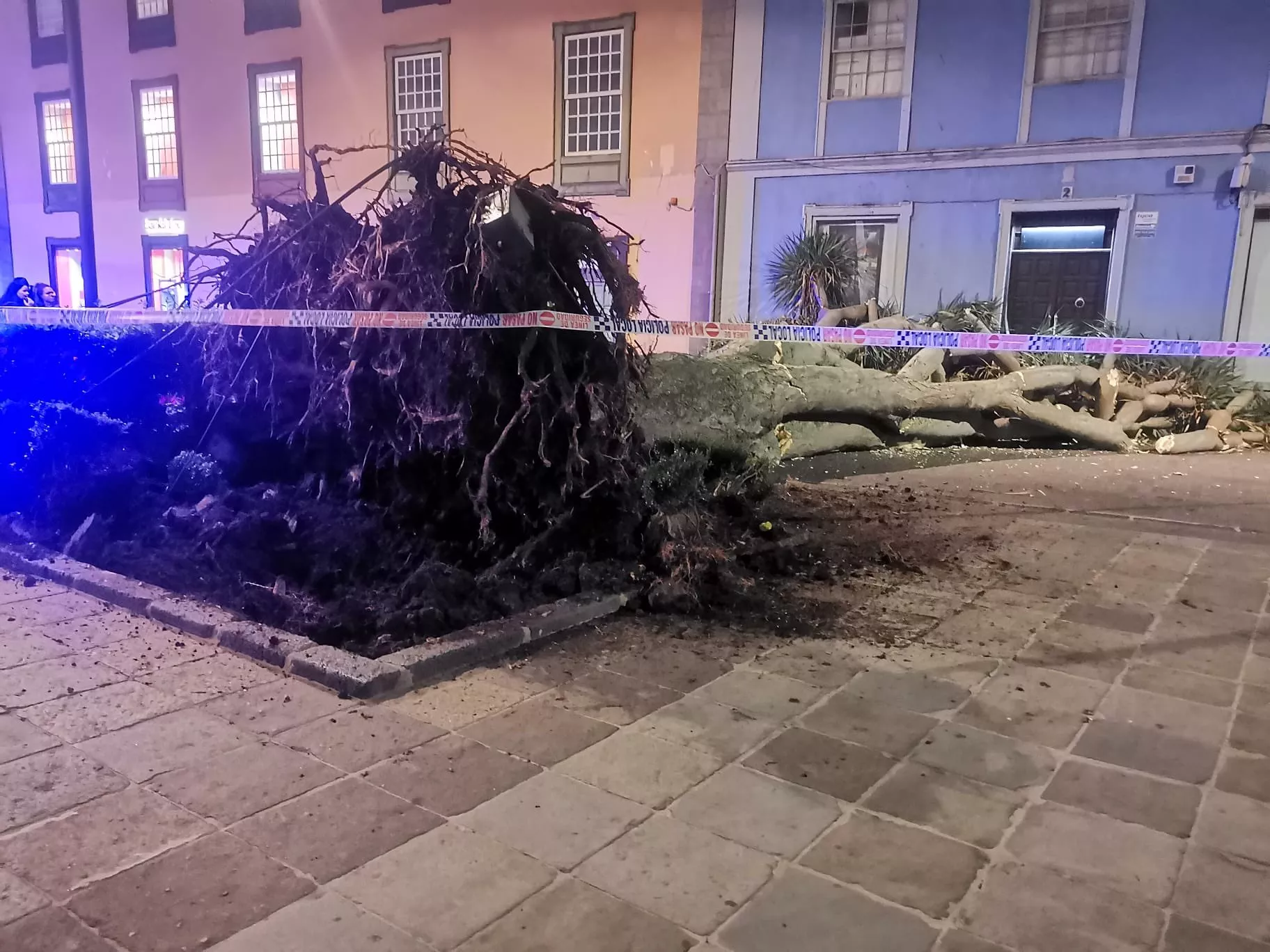 Caída del drago en la zona de la Catedral de La Laguna. / AYUNTAMIENTO DE LA LAGUNA