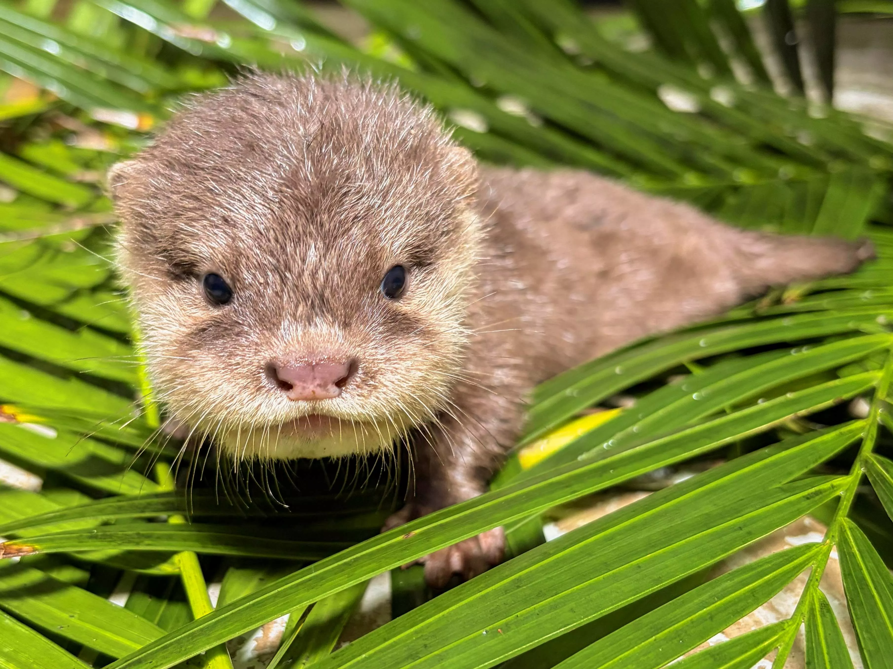 Cuatro crías de nutria nacen en Loro Parque. / CEDIDA