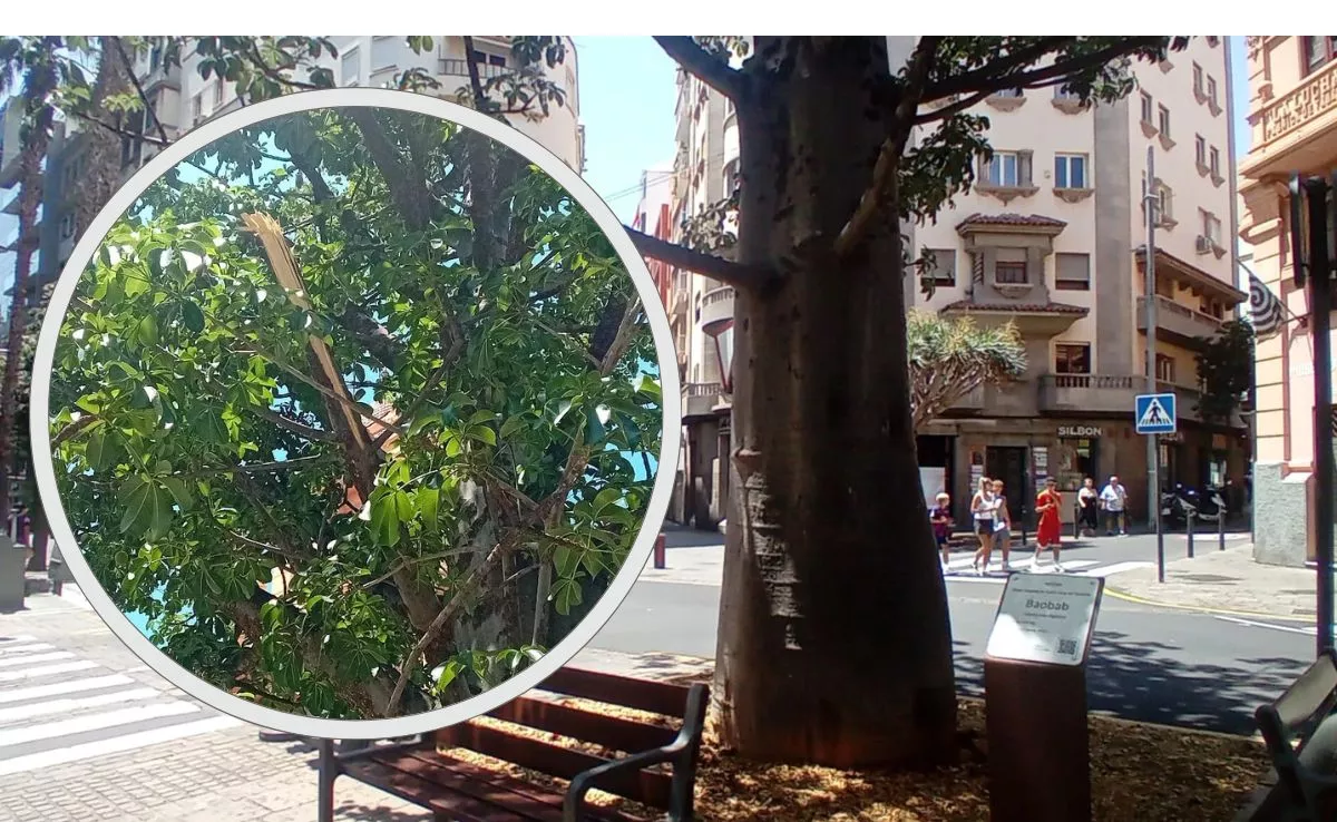 Árbol baobab en la calle de El Pilar, de Santa Cruz, y la rama rota |AH