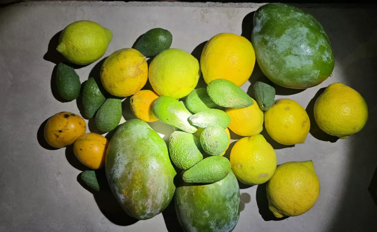 La fruta hurtada y recuperada por la Policía Local de Mogán. / AH