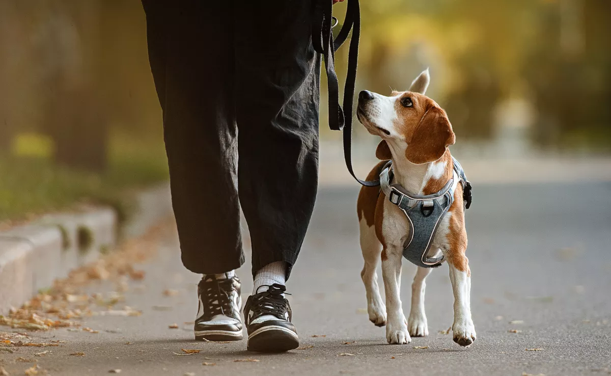 Imagen de una persona paseando a un perro / CANVA