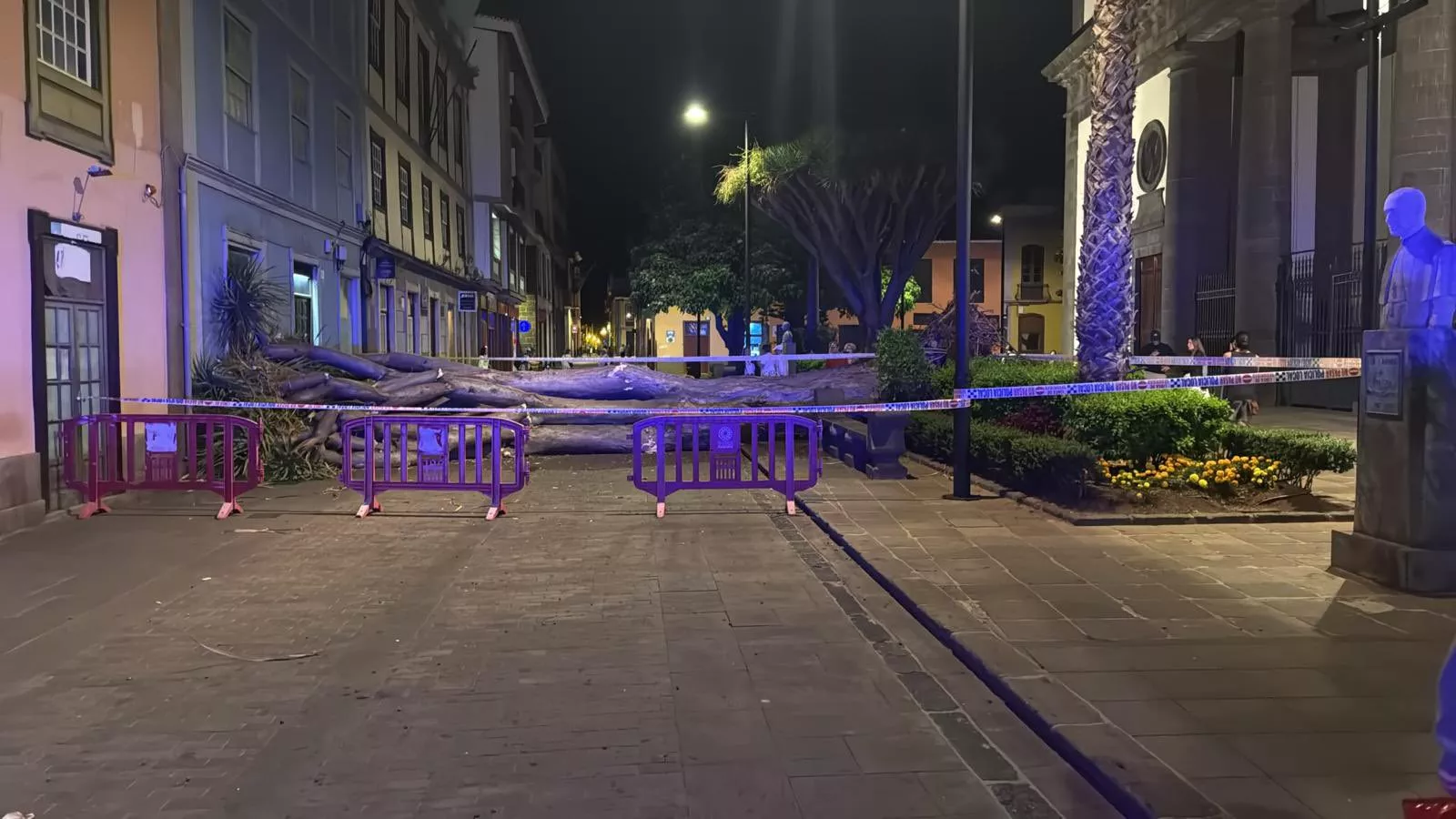 Drago caído en el entorno de la Catedral de La Laguna. / AYUNTAMIENTO DE LA LAGUNA