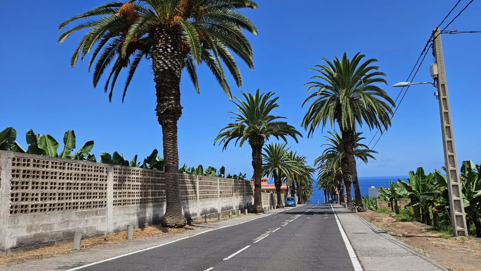 Palmeras en la carretera de El Rincón en La Orotava. / AYUNTAMIENTO DE LA OROTAVA 