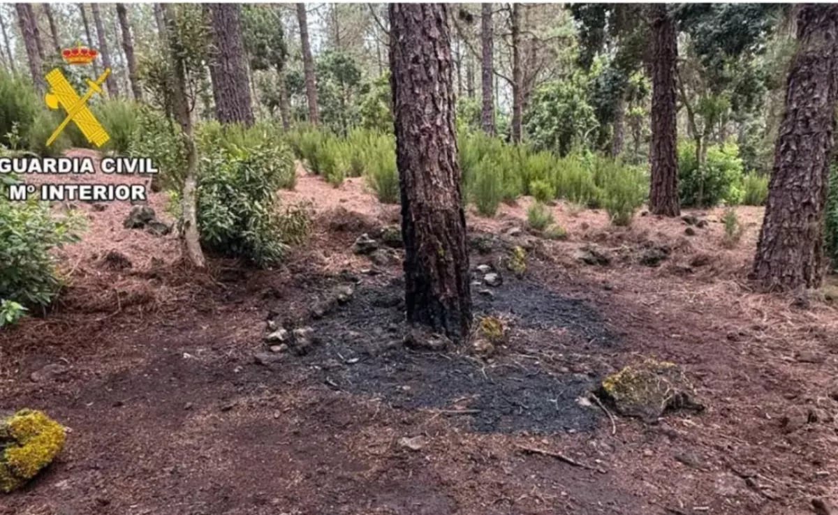 Conato de incendio en Icod de los Vinos. / GUARDIA CIVIL
