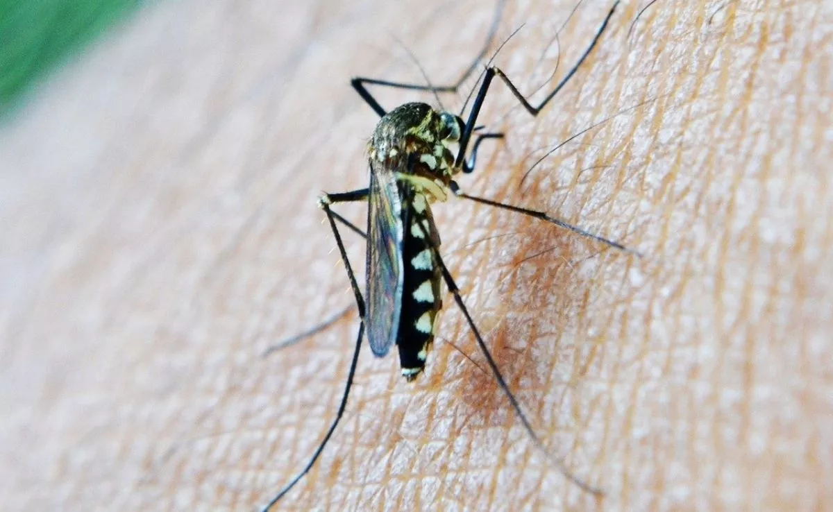 Mosquito propagador del virus del Nilo |CINFASALUD