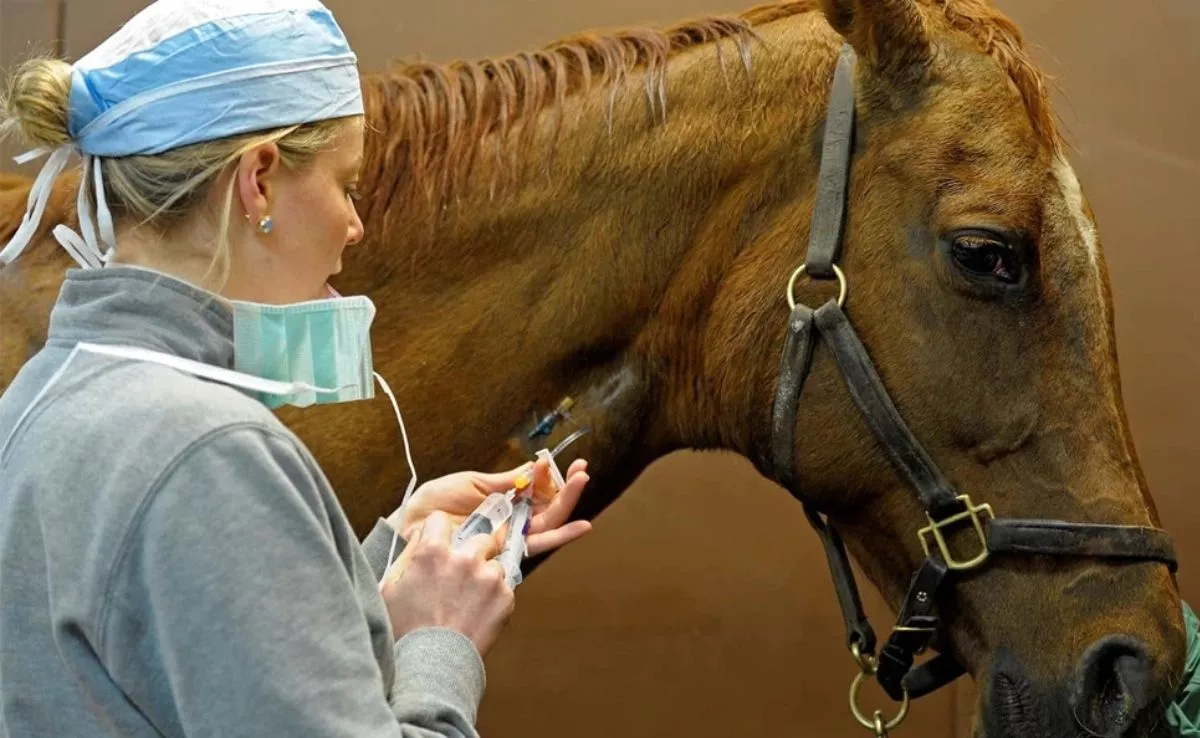 Una veterinaria atiende a un caballo con Fiebre del Nilo Occidental |ANIMALSHEALTH