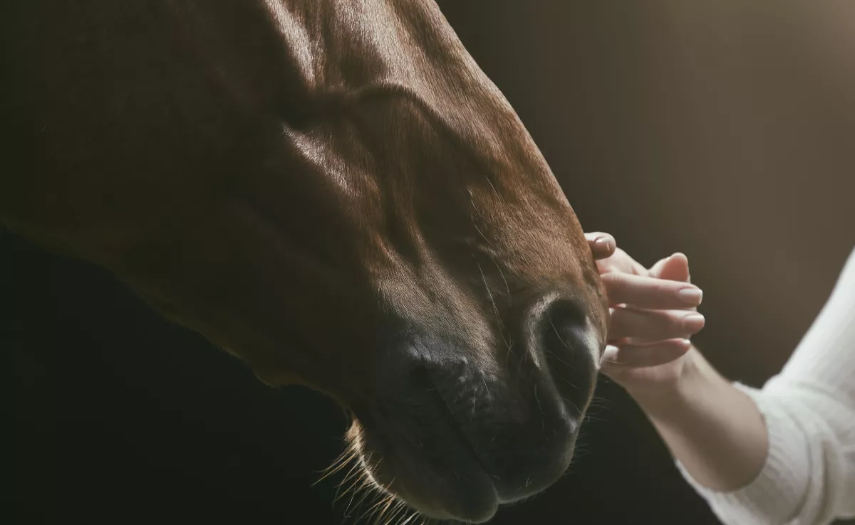 Imagen de una persona con un caballo. / CANVA