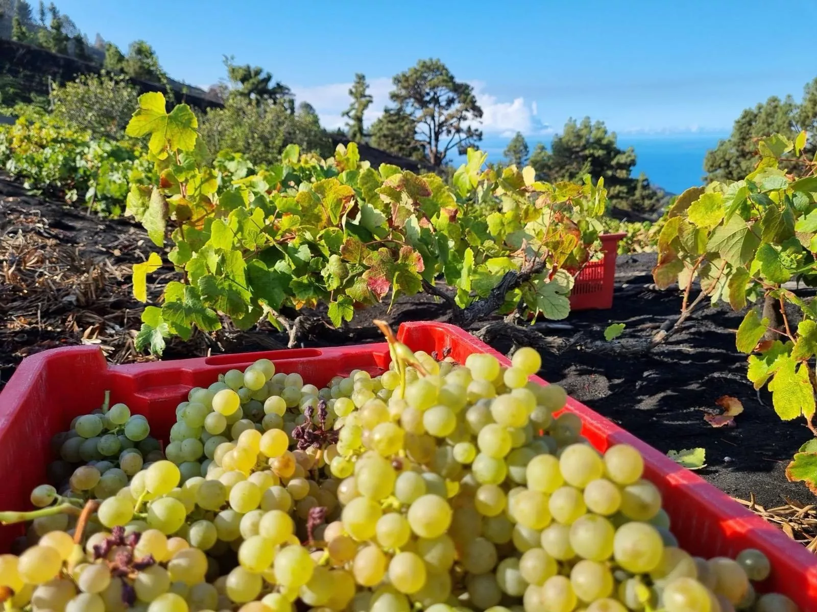 Viña en Canarias. / GOBIERNO DE CANARIAS