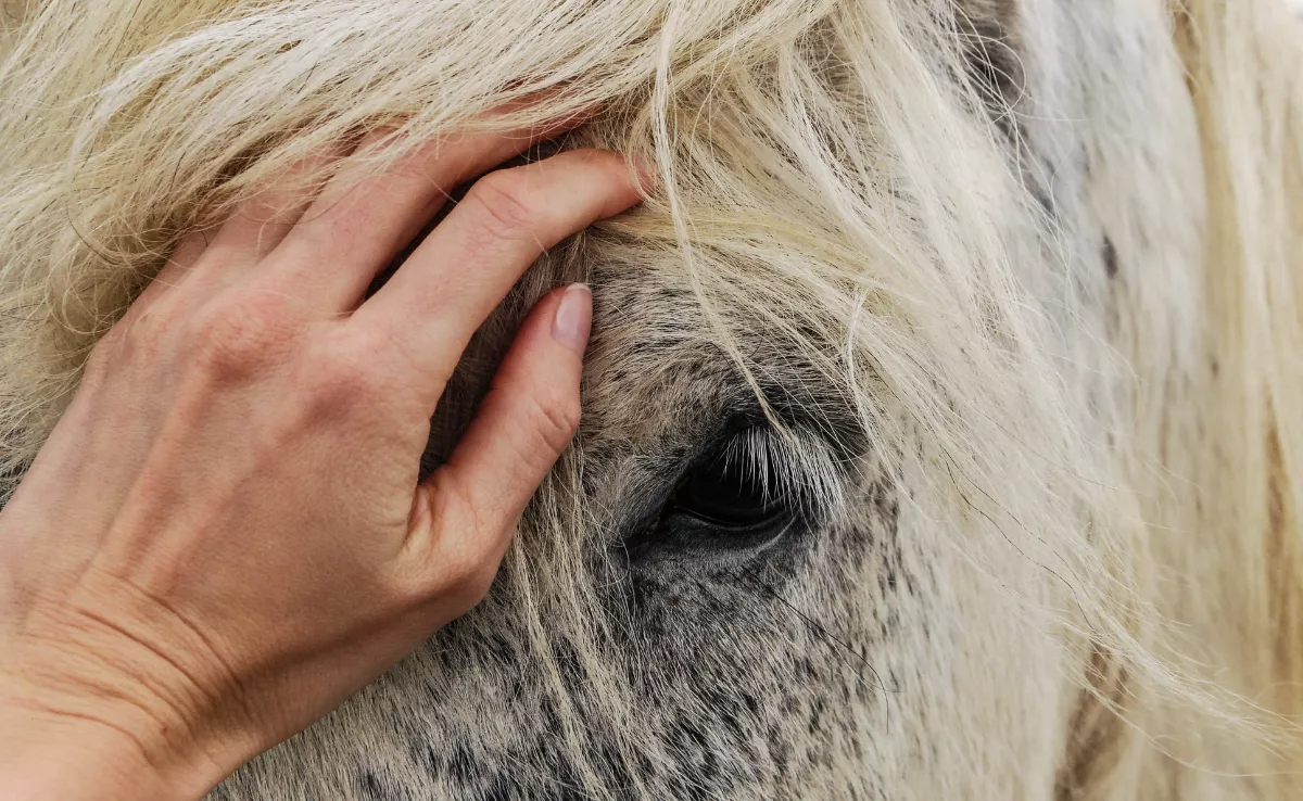 Imagen de una persona acariciando un caballo / CANVA