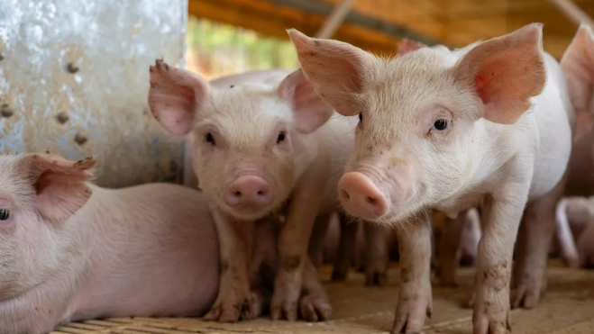 Imagen de unos cochinos bebés / CANVA