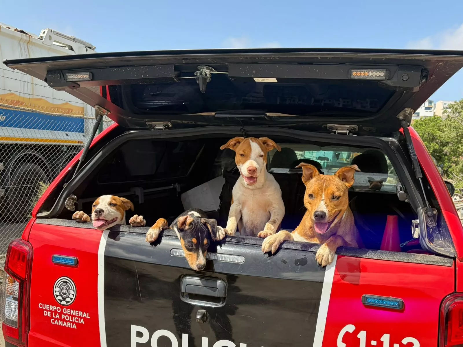 La Policía Canaria rescata a varios cachorros abandonados en Fataga, Gran Canaria. POLICÍA CANARIA