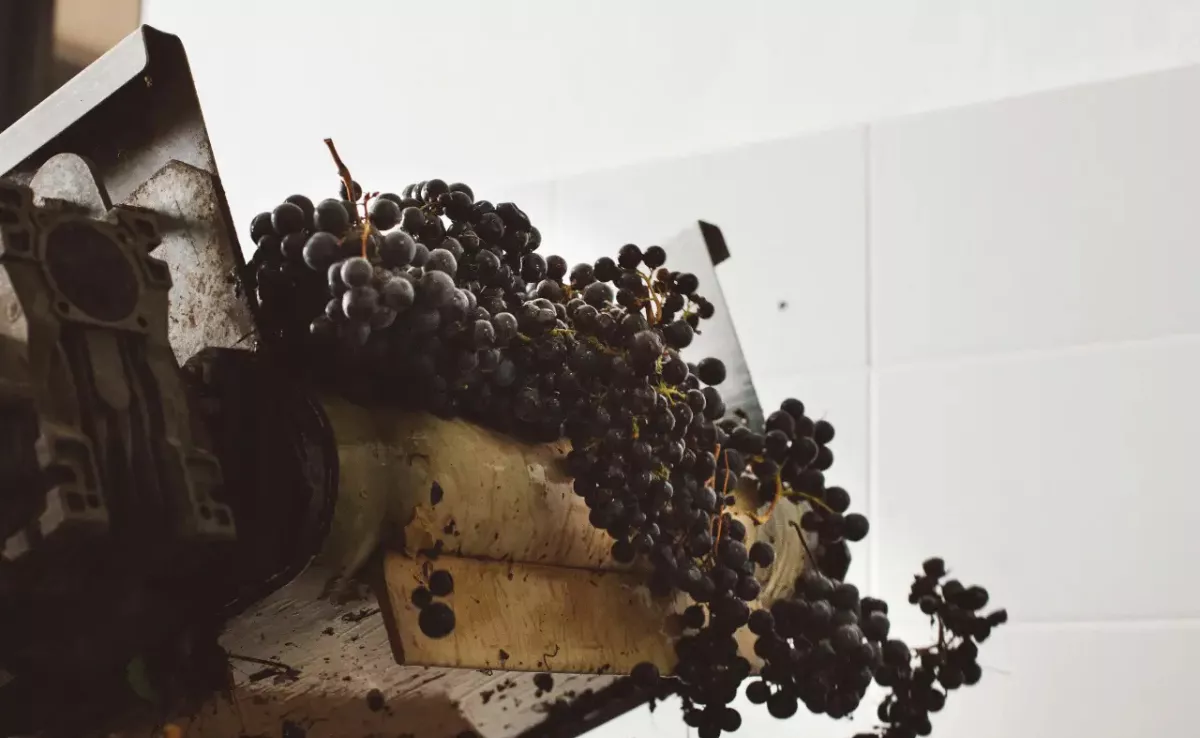 Vendimia en Canarias. / DOP ISLAS CANARIAS - CANARY WINE